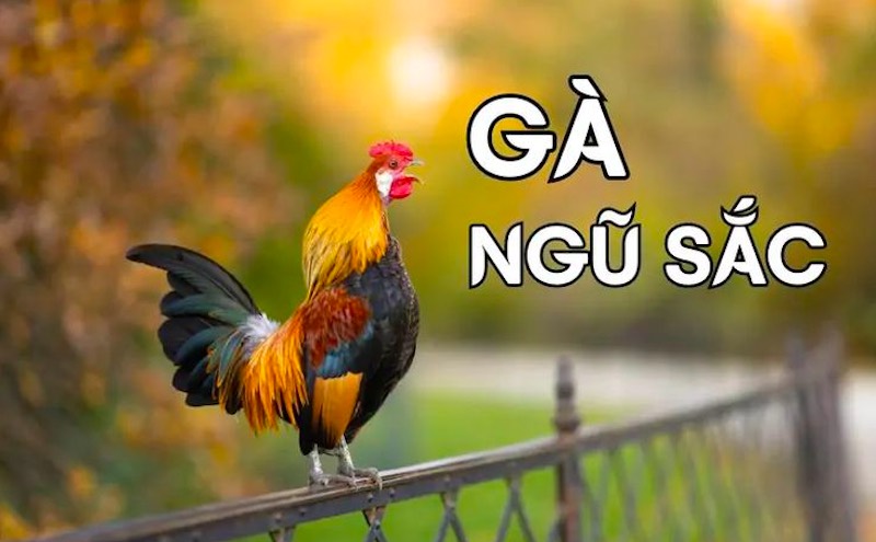 Gà Ngũ Sắc nổi bật với bộ lông năm màu rực rỡ tượng trưng cho ngũ hành