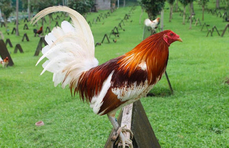 Hồi phục sau vận động cho gà